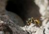 Vespula germanica